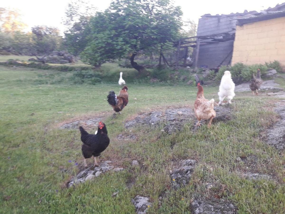 Rurales Ecopangea Séjour à la campagne Valverde de la Vera